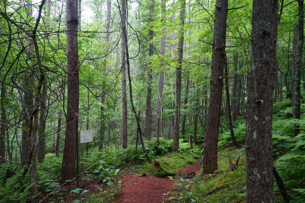 f:id:kohei_tourist:20210629191506j:plain