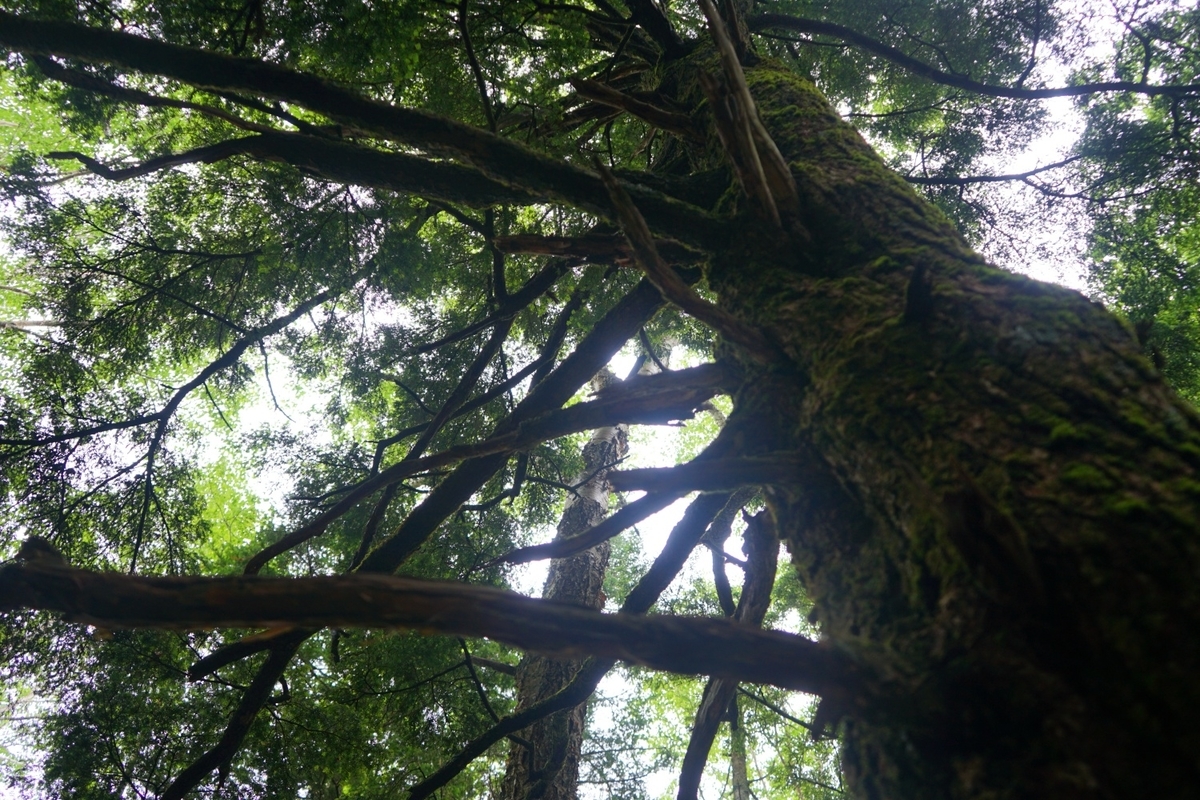 f:id:kohei_tourist:20210629192146j:plain