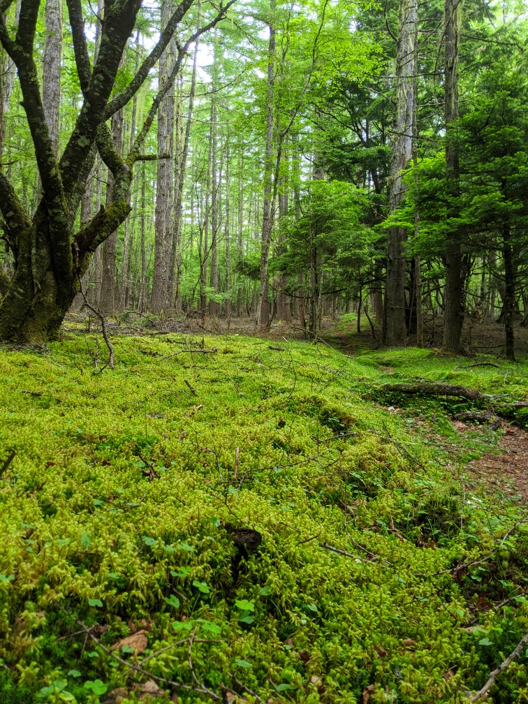 f:id:kohei_tourist:20210630001803j:plain