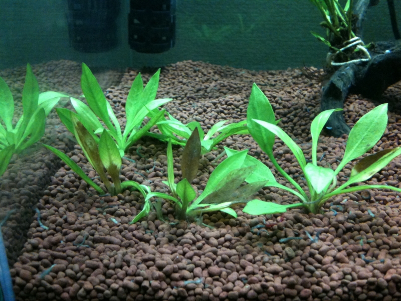 f:id:kohekit:20110701201933j:image:w360 f:id:kohekit:20110701201933j:image:w360