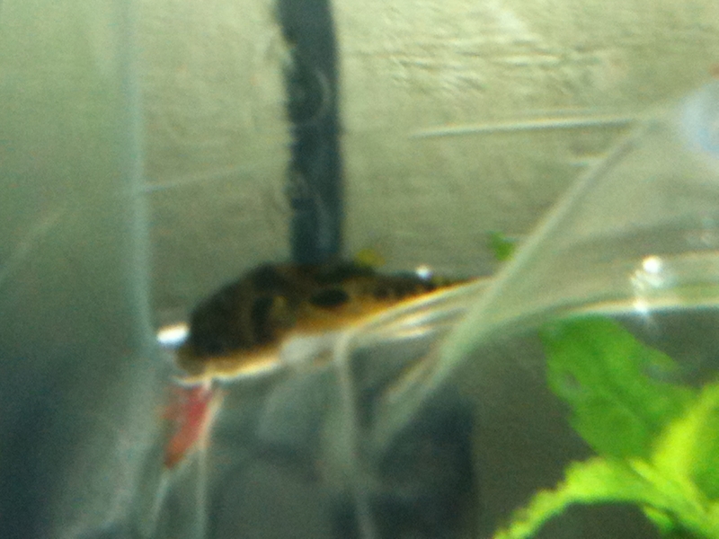 f:id:kohekit:20110701202034j:image:w360 f:id:kohekit:20110701202034j:image:w360