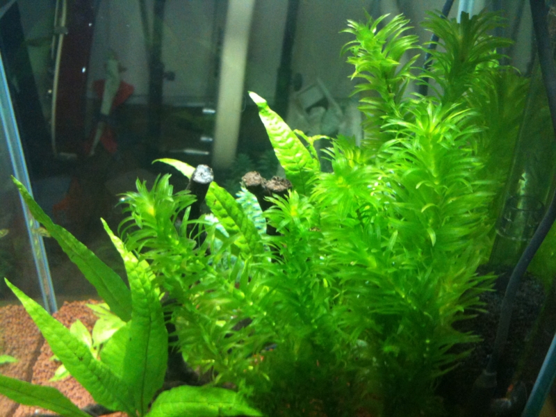 f:id:kohekit:20110703130318j:image:w360 f:id:kohekit:20110703130318j:image:w360