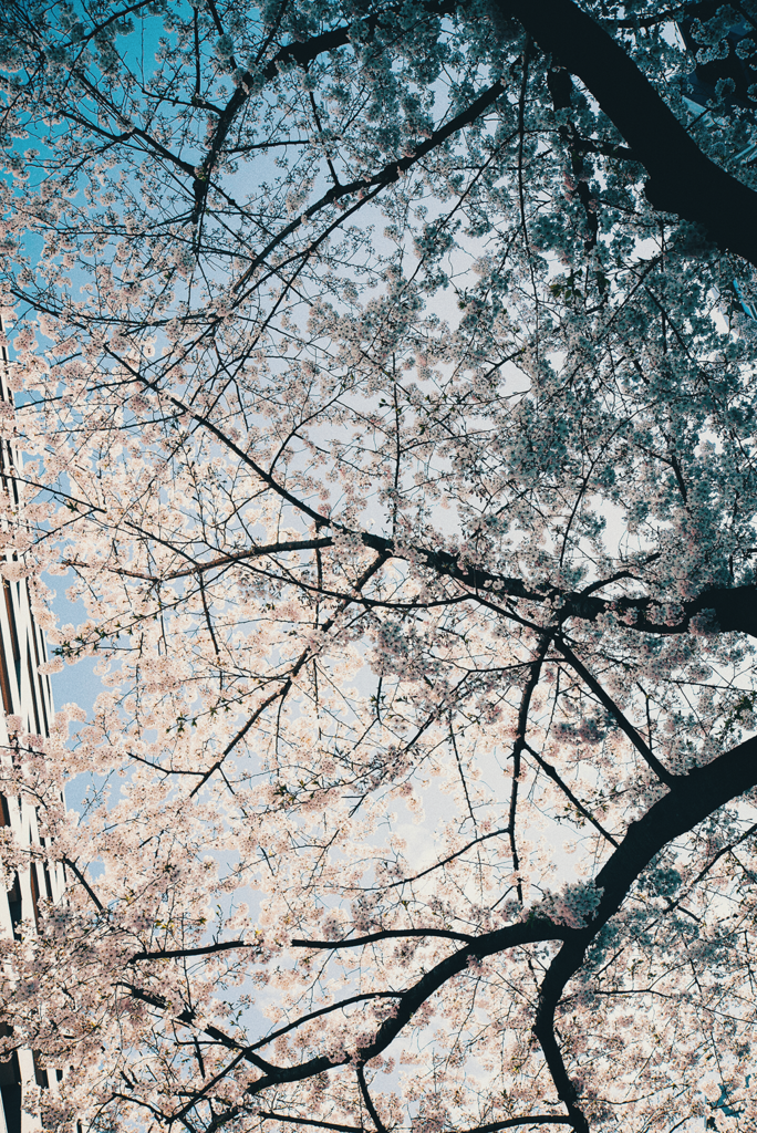 f:id:kohepi:20170528184915p:plain f:id:kohepi:20170528184915p:plain