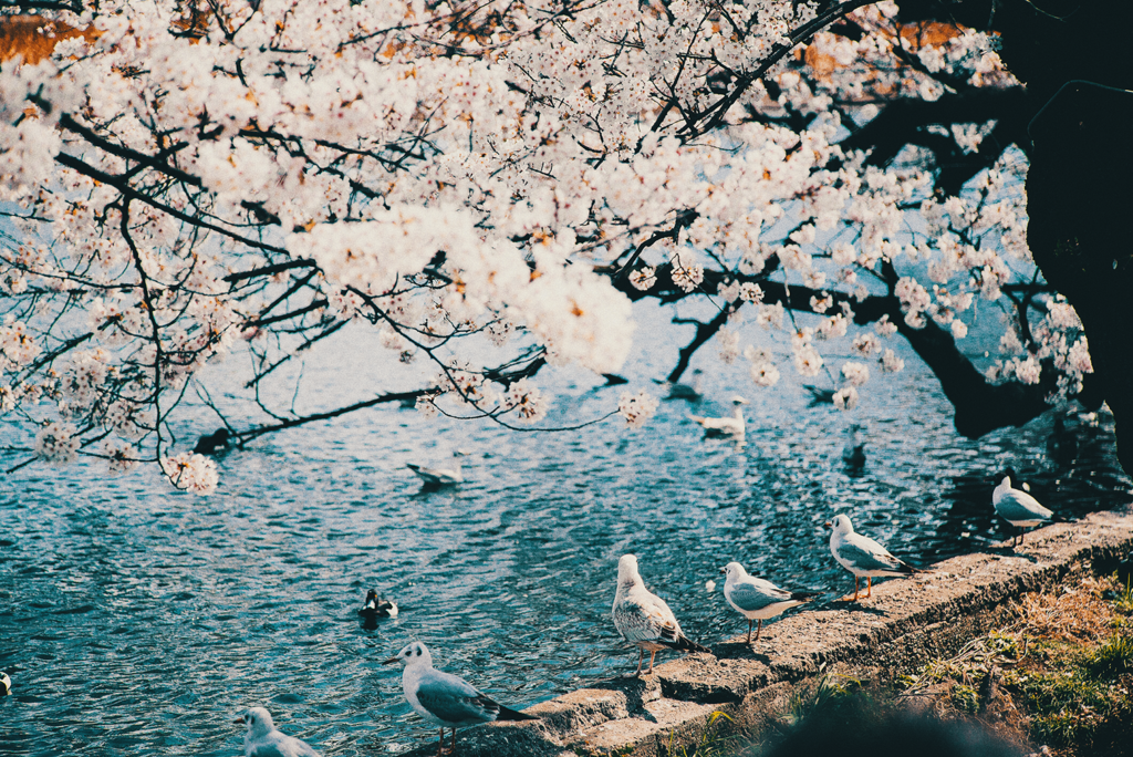 f:id:kohepi:20170528185007p:plain f:id:kohepi:20170528185007p:plain