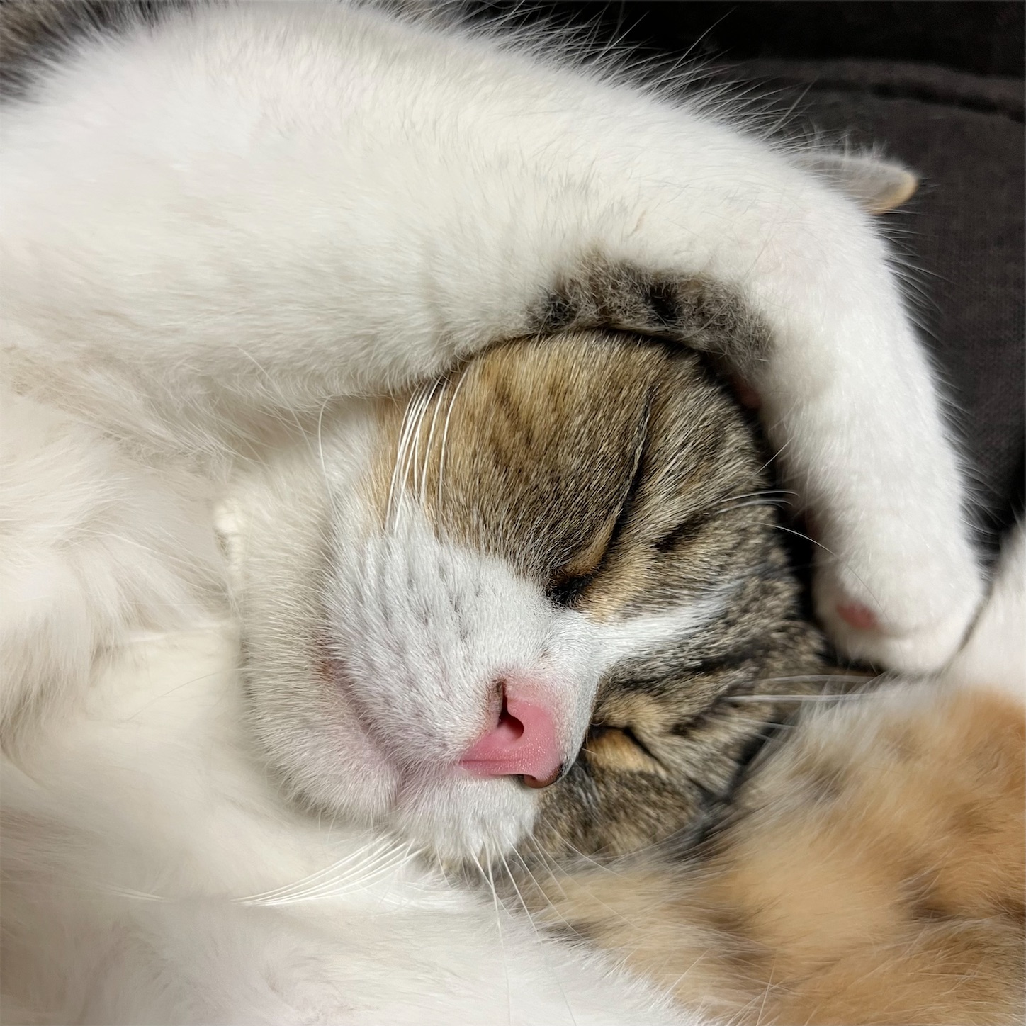 f:id:kohr:20220521213937j:image