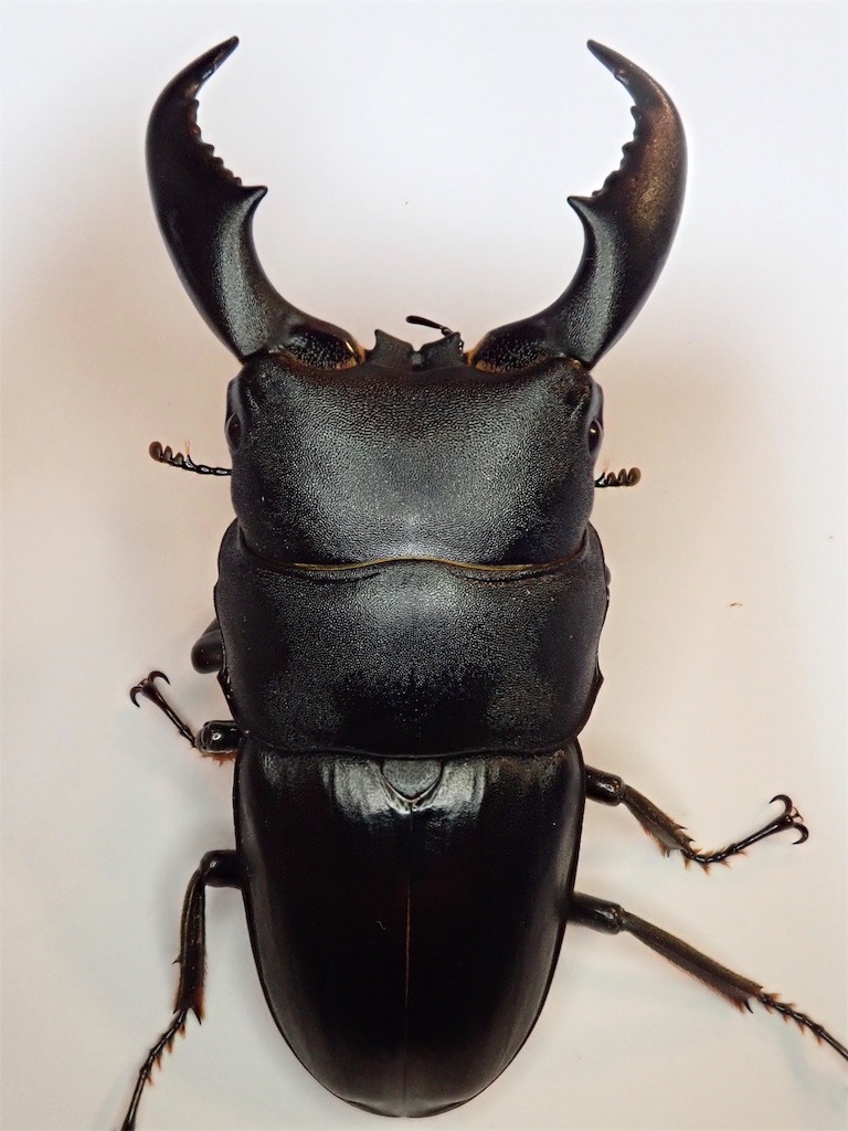 アマミヒラタクワガタ CBF2 飼育記録まとめ - stag_beetle_japan