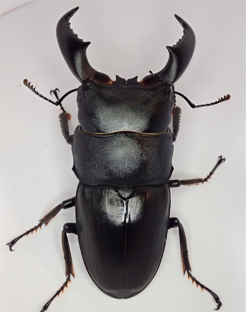 アマミヒラタクワガタ CBF2 飼育記録まとめ - stag_beetle_japan