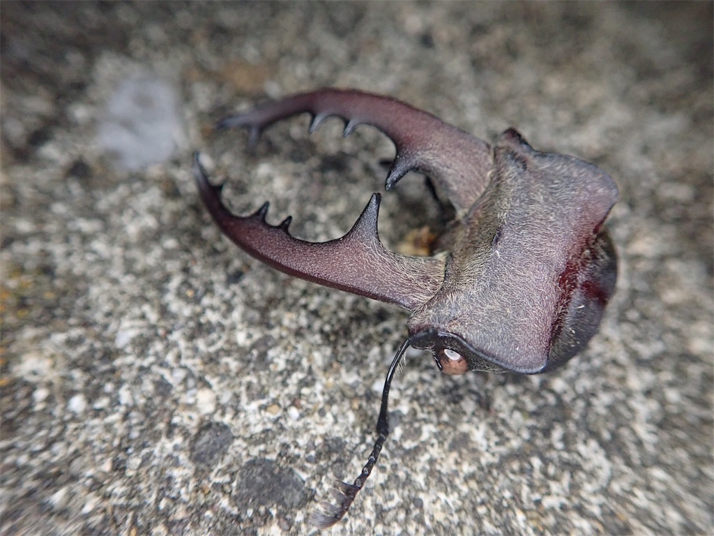 千葉県房総半島 クワガタ採集 Stag Beetle Japan