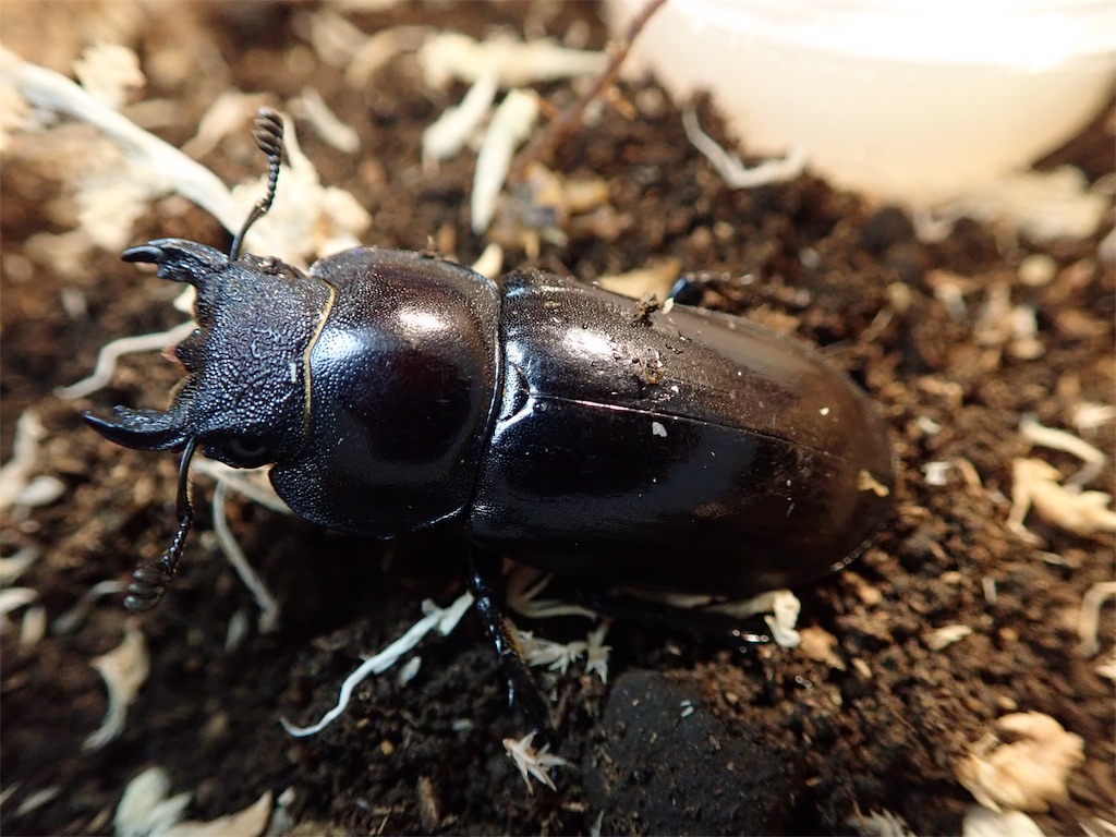 タイワンミヤマクワガタ 産卵セット投入 - STAG_BEETLE_JAPAN