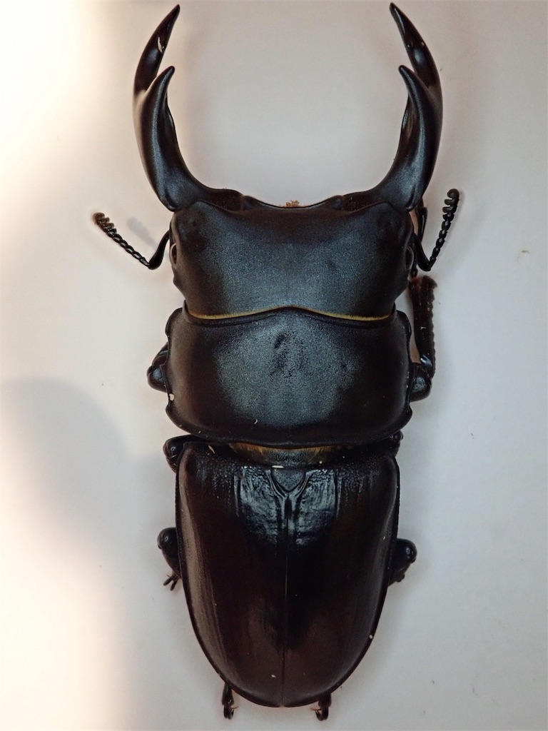 配送も可】天然オオクワガタ ♂♀♀ 山形県産-4