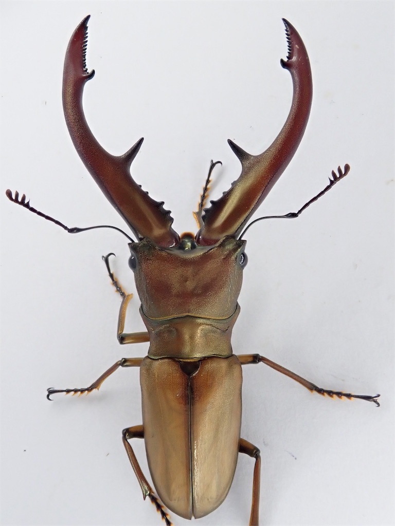 ムルティデンタトゥスホソアカクワガタ 成虫ペア