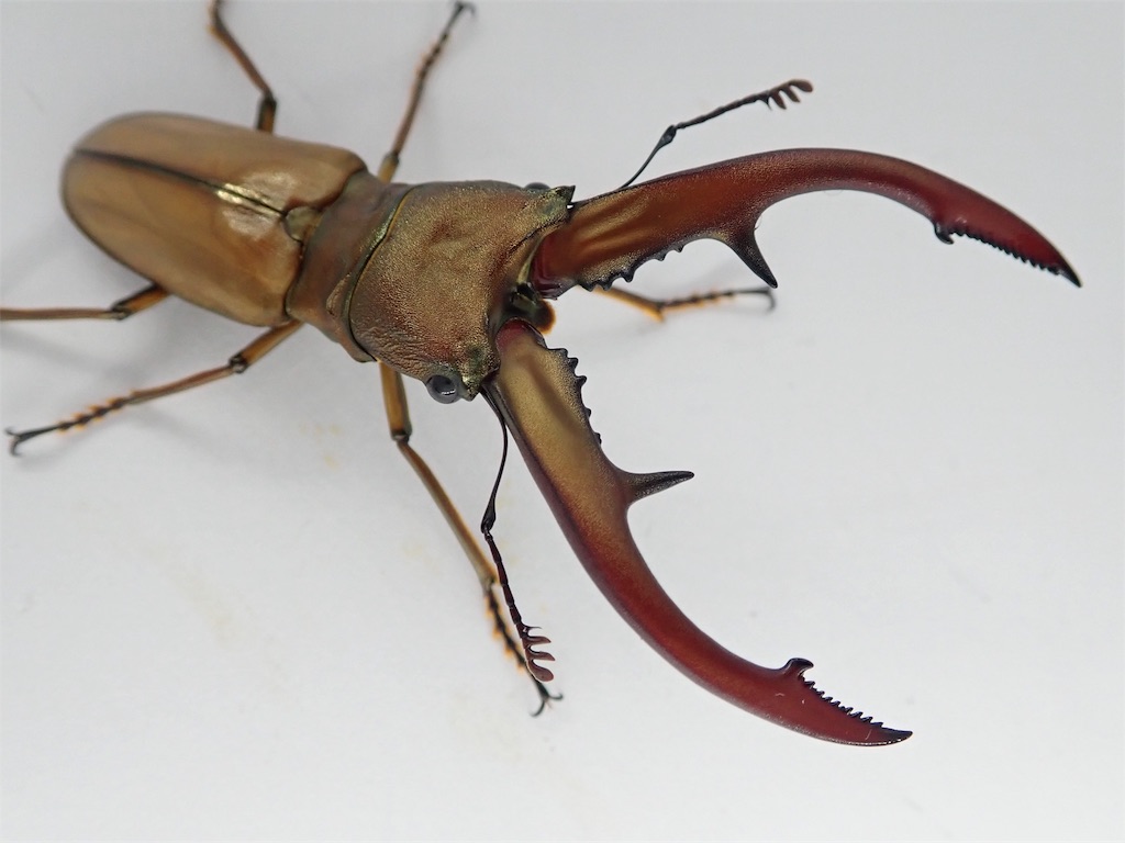 タランドゥスホソアカ標本67mm タランドゥスホソアカ標本67mm