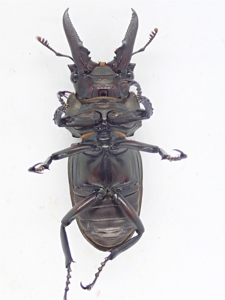 キンオニクワガタ（対馬 御岳産）WF1 飼育記録まとめ - STAG_BEETLE_JAPAN