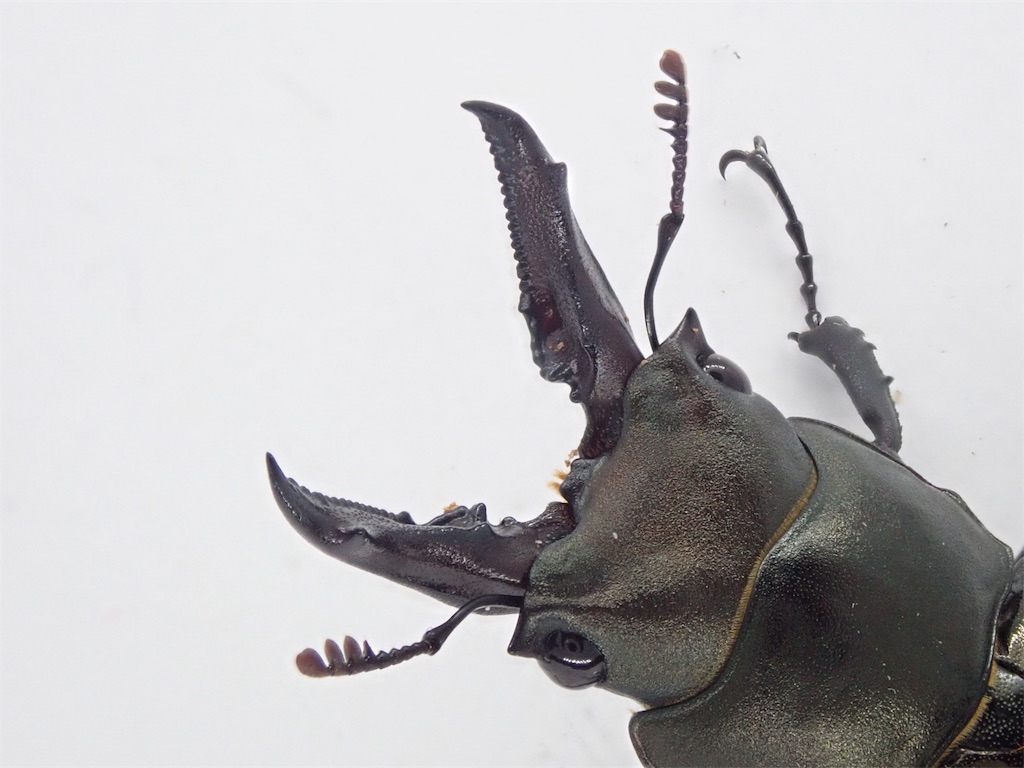 キンオニクワガタ（対馬 御岳産）WF1 飼育記録まとめ - STAG_BEETLE_JAPAN