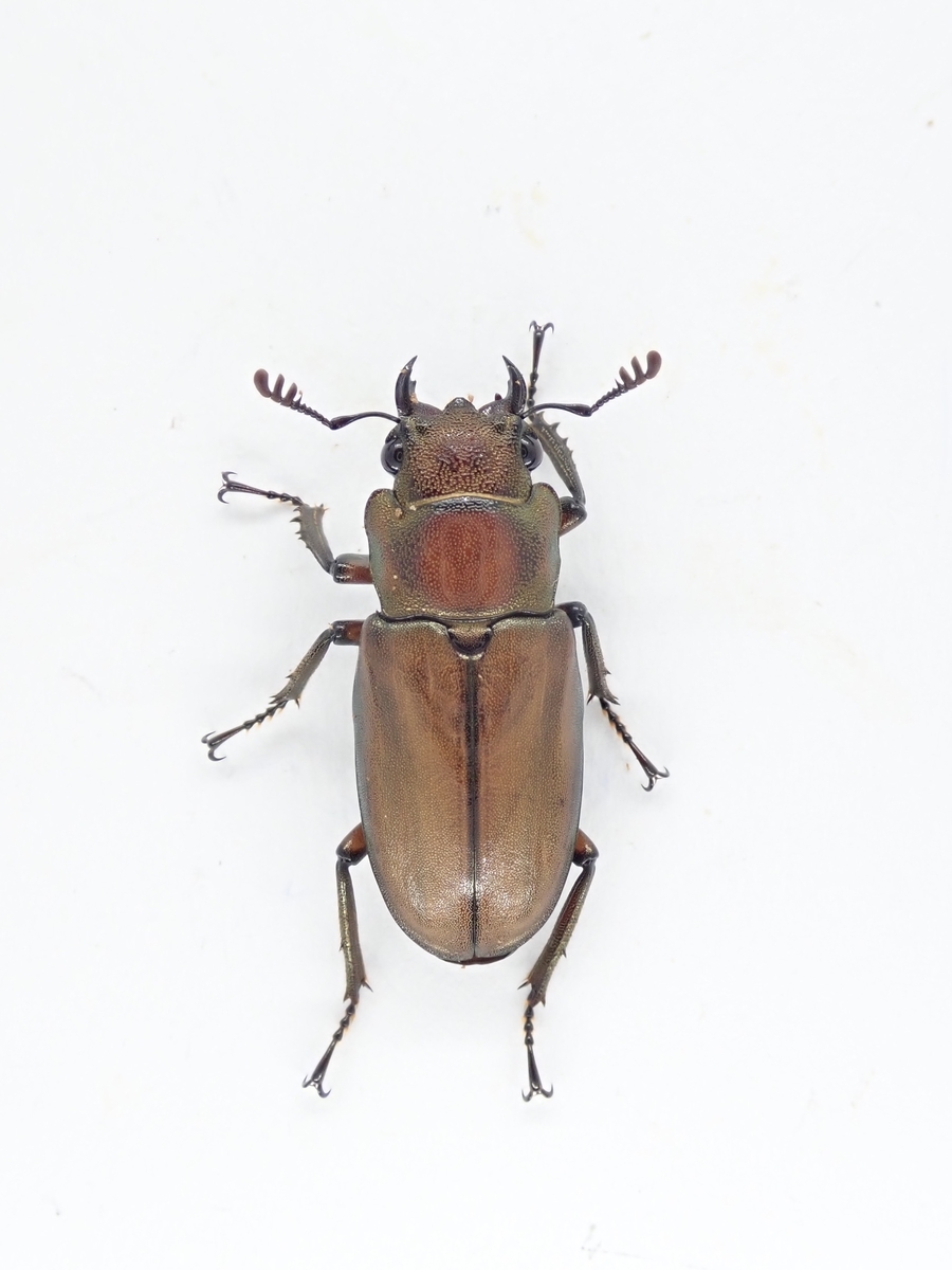 あすつく】 クプレオニテンスホソアカクワガタ ペンダントトップ