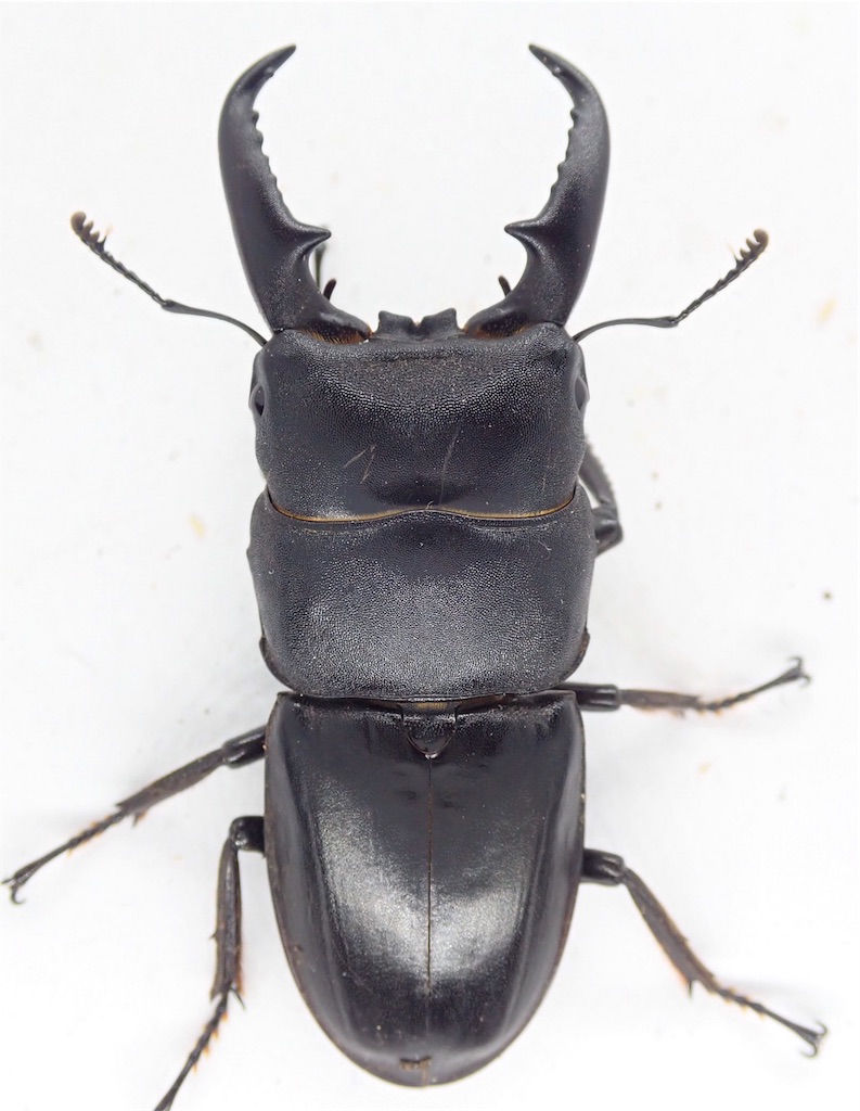 神奈川県東部 クワガタ採集 ４種盛り Stag Beetle Japan