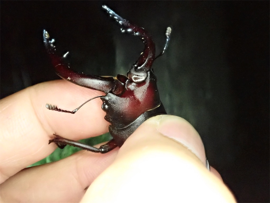 神奈川県東部 クワガタ採集 ４種盛り Stag Beetle Japan