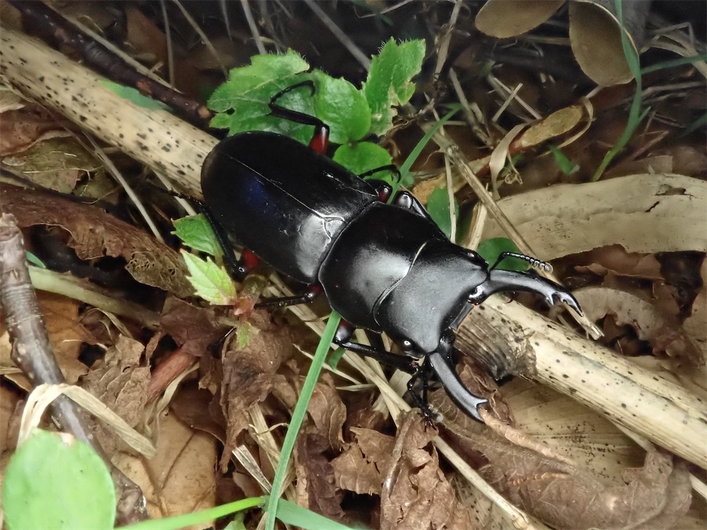 オオクワガタ 生息 地