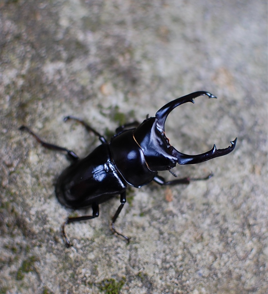 インド アルナーチャル プラデーシュ州 西カメン産 Dorcus nepalensis