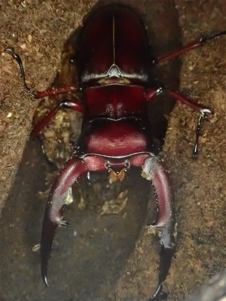マンディブラリスフタマタクワガタ（スマトラ島 ジャンビ産）WF1 飼育