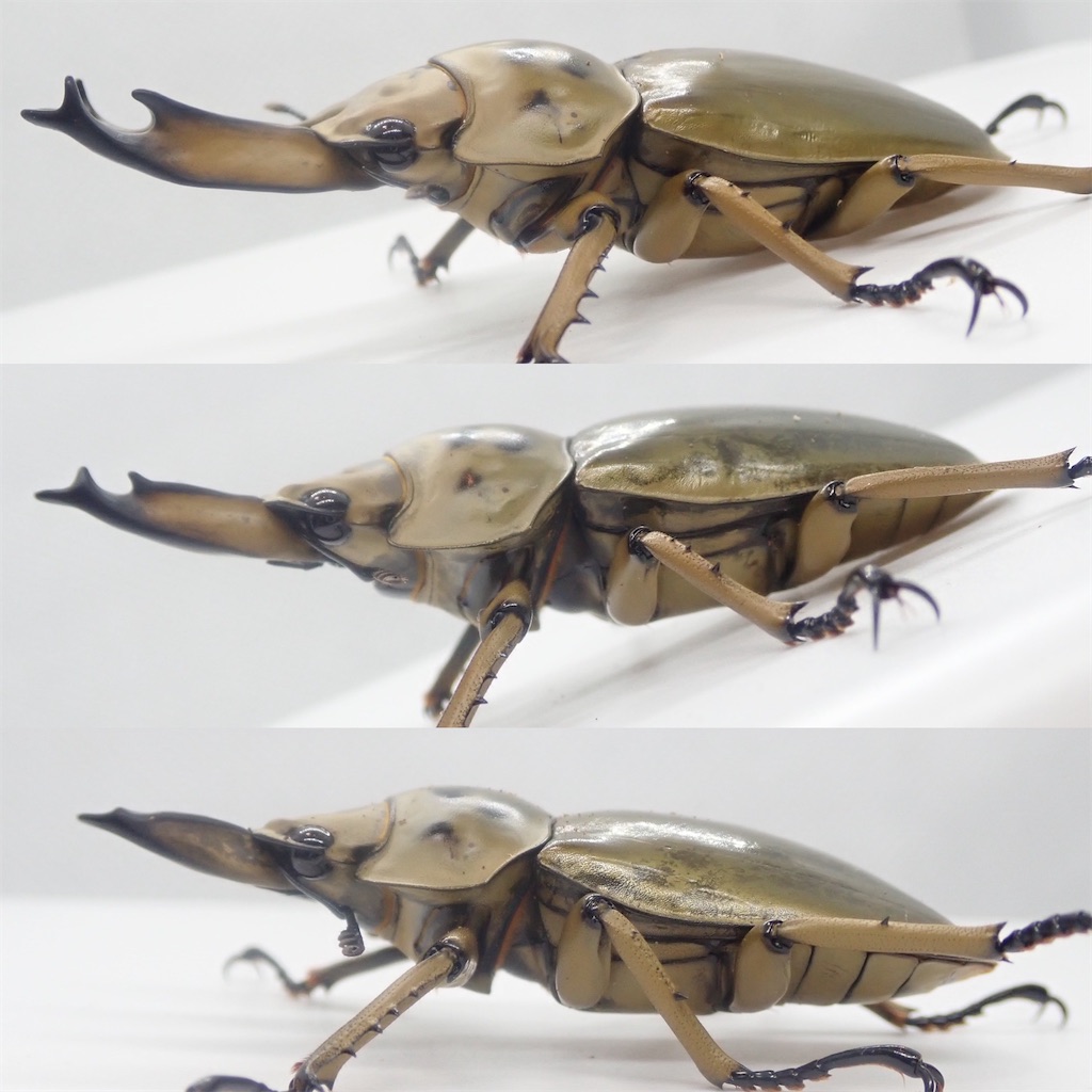 ババオウゴンオニクワガタ幼虫３頭セット