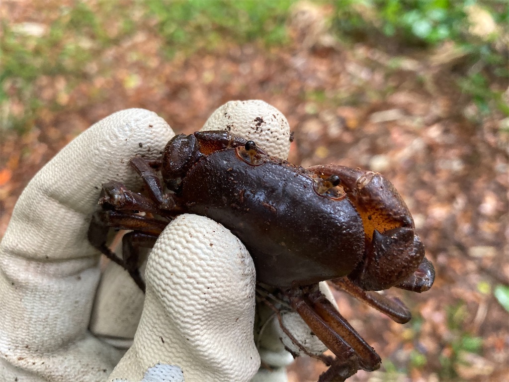 沖縄県 伊平屋島 採集記 - stag_beetle_japan 伊平屋島クワガタセット