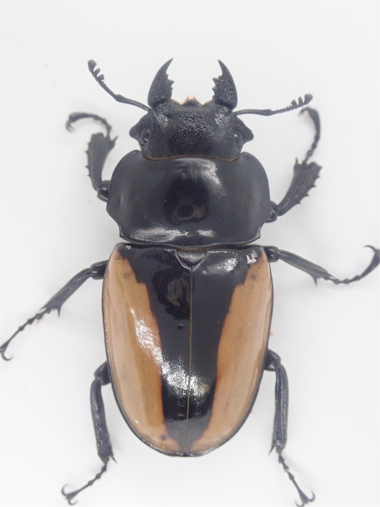 WINGS】ブルマイスター ツヤクワガタ ♂82mm、♀52mmペア