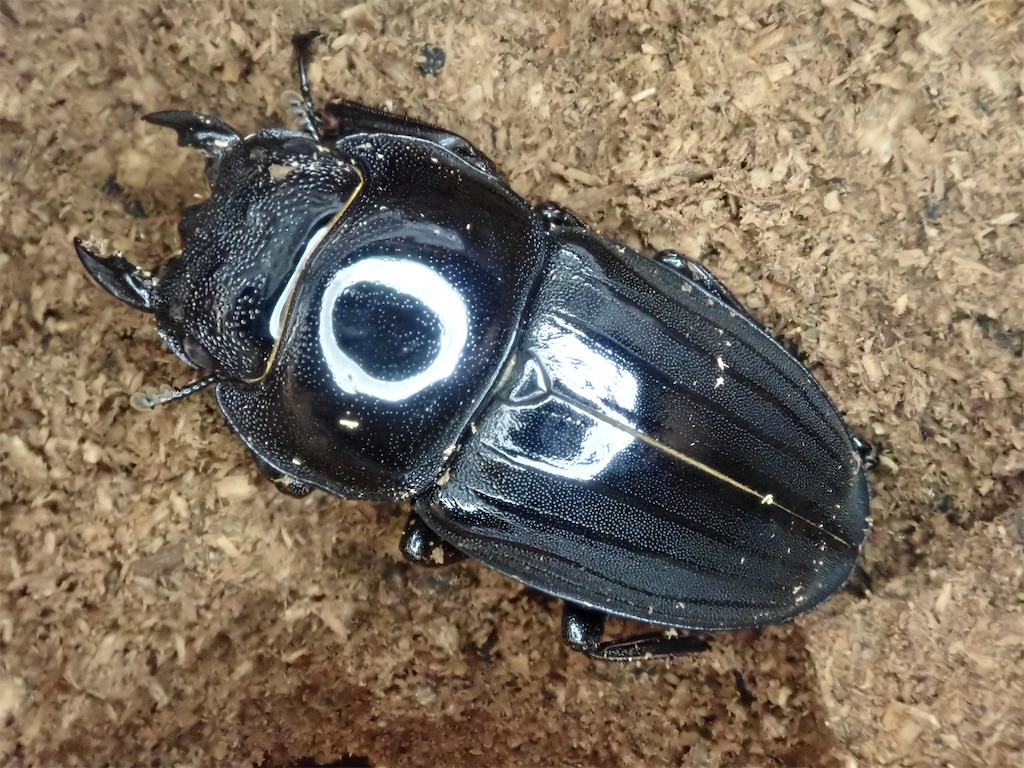 ⭐️アマミヒラタ♂標本大型⭐️ ⭐️アマミヒラタ♂標本大型⭐️