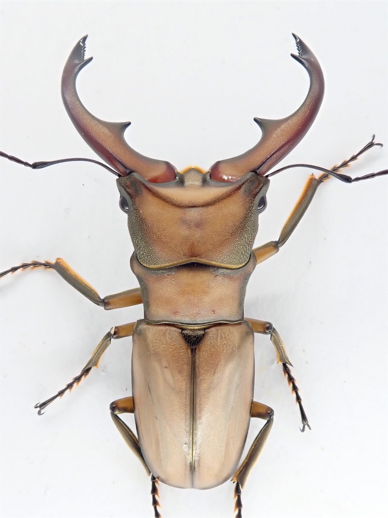 【昆虫標本】アラガールホソアカクワガタ61㎜ 昆虫標本】アラガールホソアカクワガタ61㎜ 昆虫用品