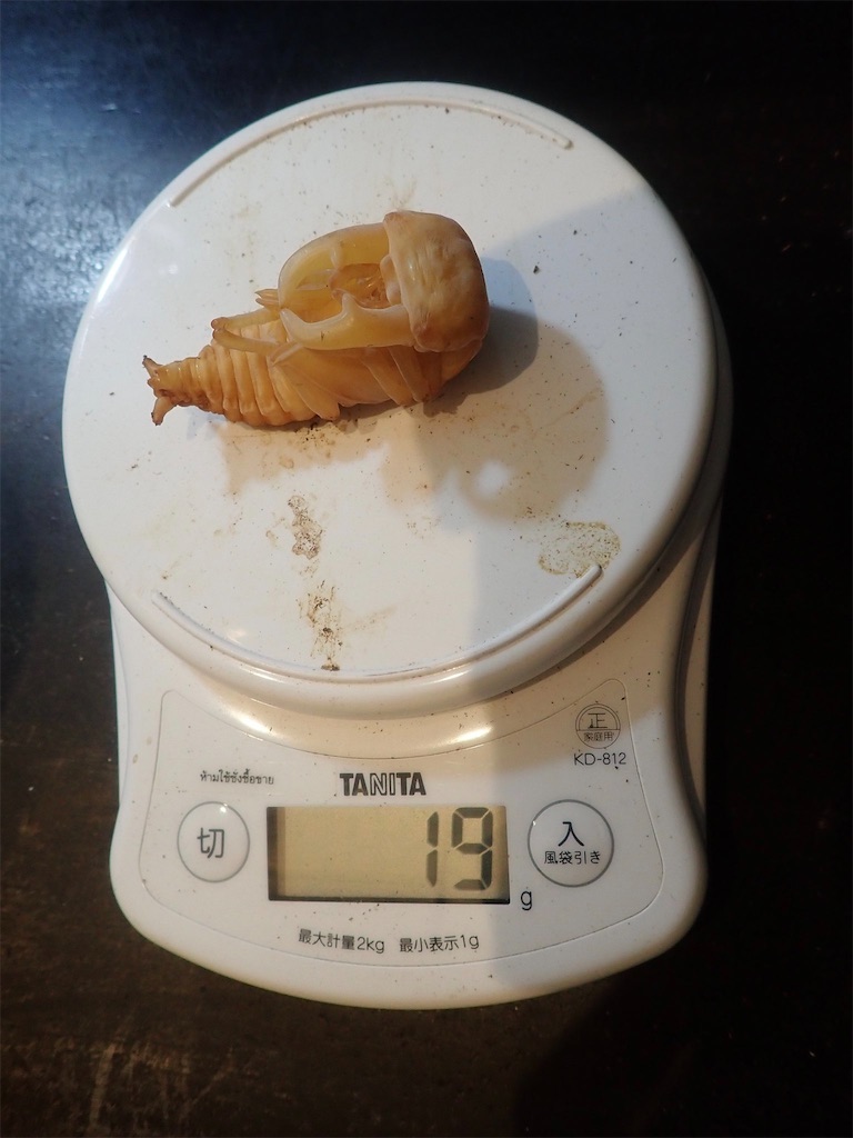 サキシマヒラタクワガタ（西表島産）WF1 飼育記録まとめ