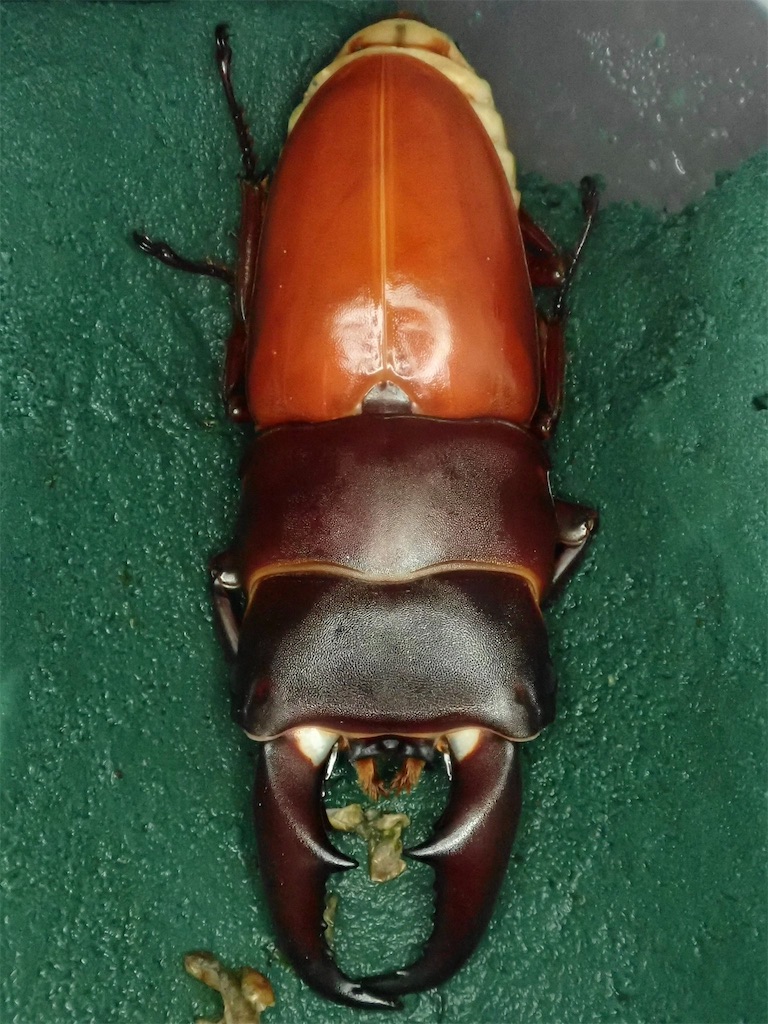 サキシマヒラタクワガタ（西表島産）WF1 飼育記録まとめ