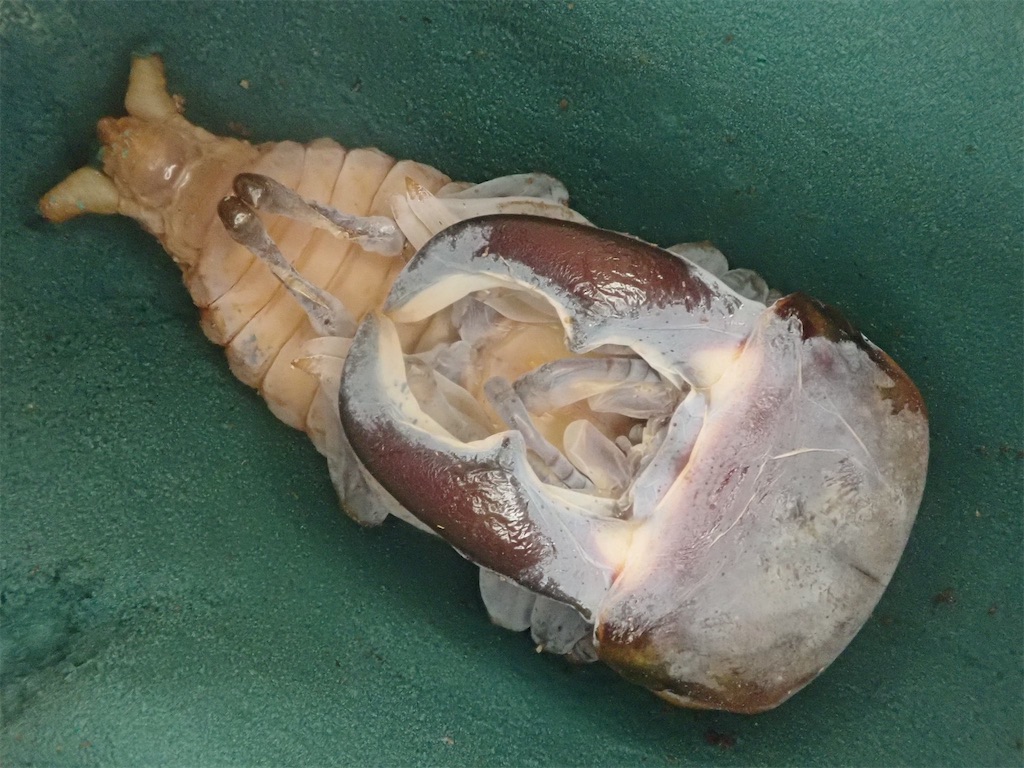 ⭐️サキシマヒラタ♂標本大型⭐️ サキシマヒラタクワガタ（西表島産）WF1 飼育記録まとめ