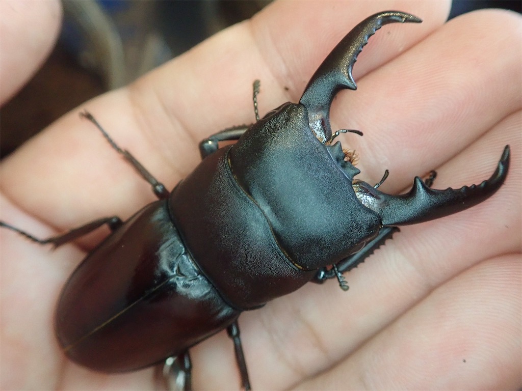 ダイトウヒラタクワガタ標本