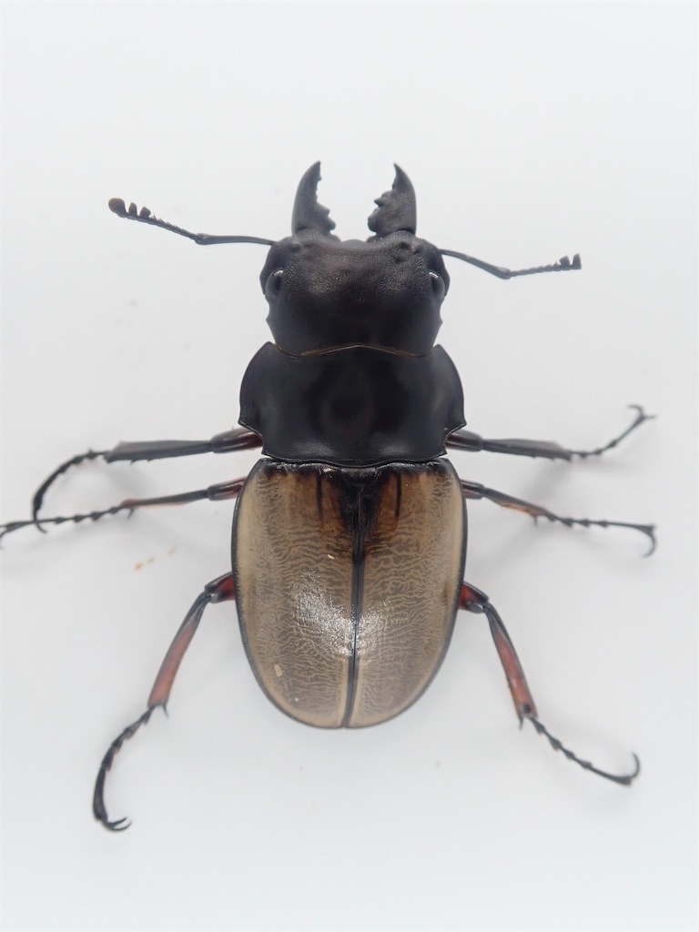 大型フェモラリスツヤクワガタ　大歯85up 野外品　昆虫標本 フェモラリスツヤクワガタ（マレーシア/キャメロンハイランド産