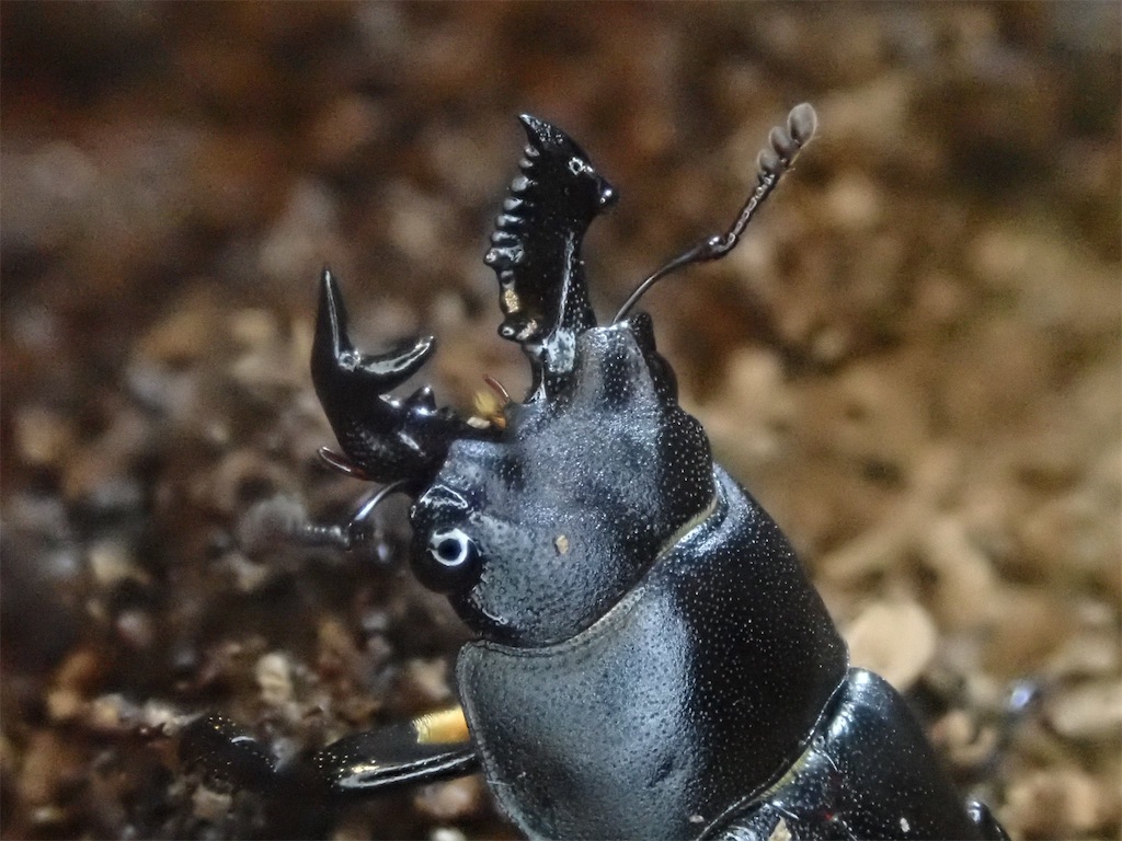 オニクワガタ 静岡産WF0 7月羽化ペア｜虫類