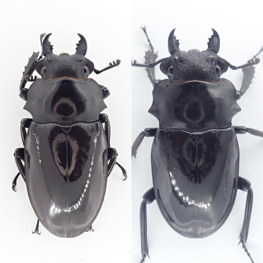 ダールマンツヤクワガタ（インドネシア共和国ベンクール州産