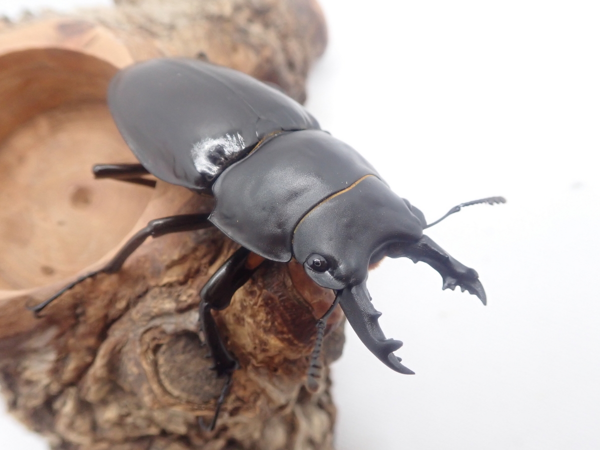 野外品標本 徳之島産アマミマルバネクワガタ♂51ミリ♀49ミリ