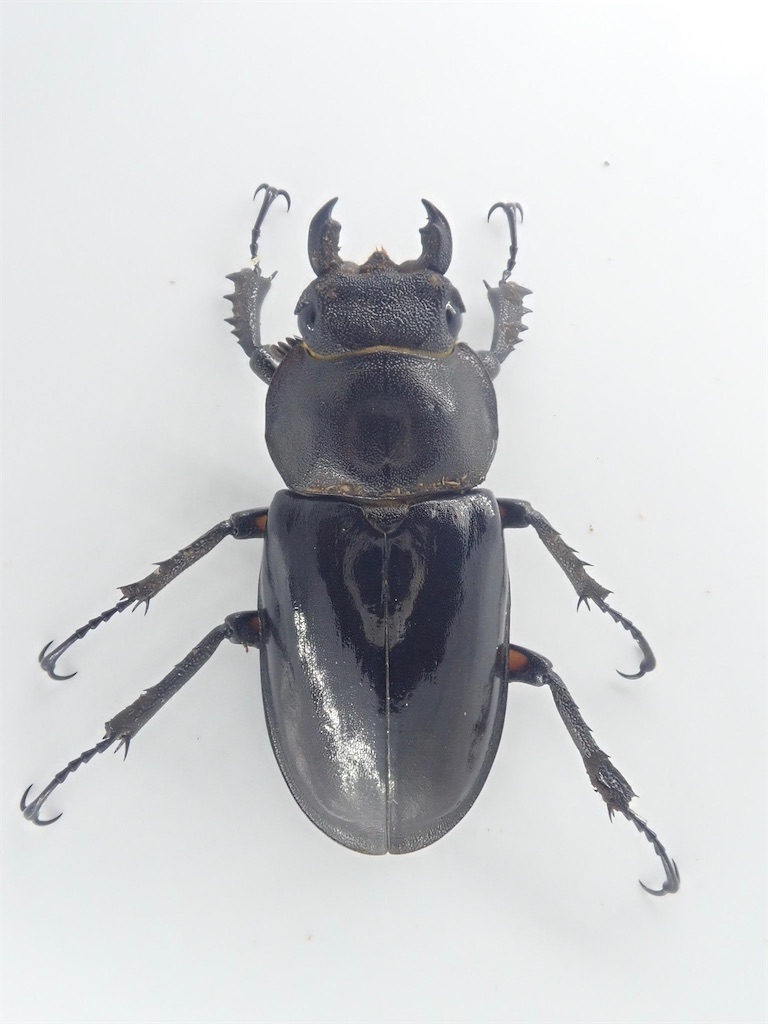 Sparkle Beetle】宮崎県産 WF1 超大型ミヤマクワガタ♂75.4mm