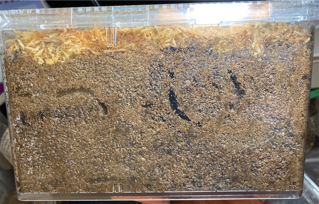 ハチジョウネブトクワガタ（東京都八丈島産）WF1 飼育記録まとめ