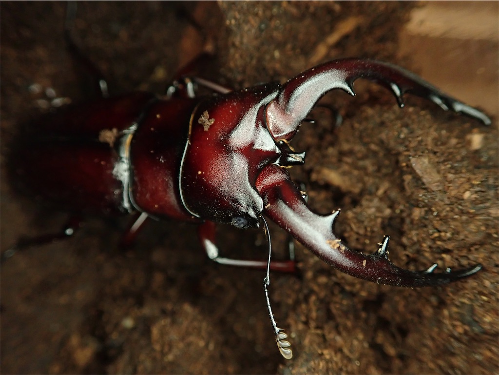 オキナワノコギリクワガタ(沖縄本島中南部産)WF1 飼育記録まとめ