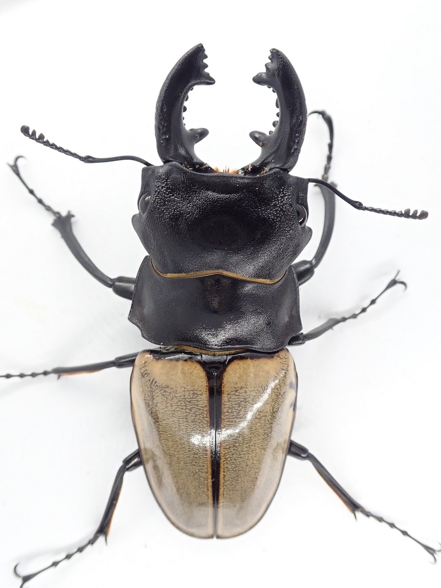 カステルナウツヤクワガタ 標本 標本用）カステルナウツヤクワガタ86ミリ