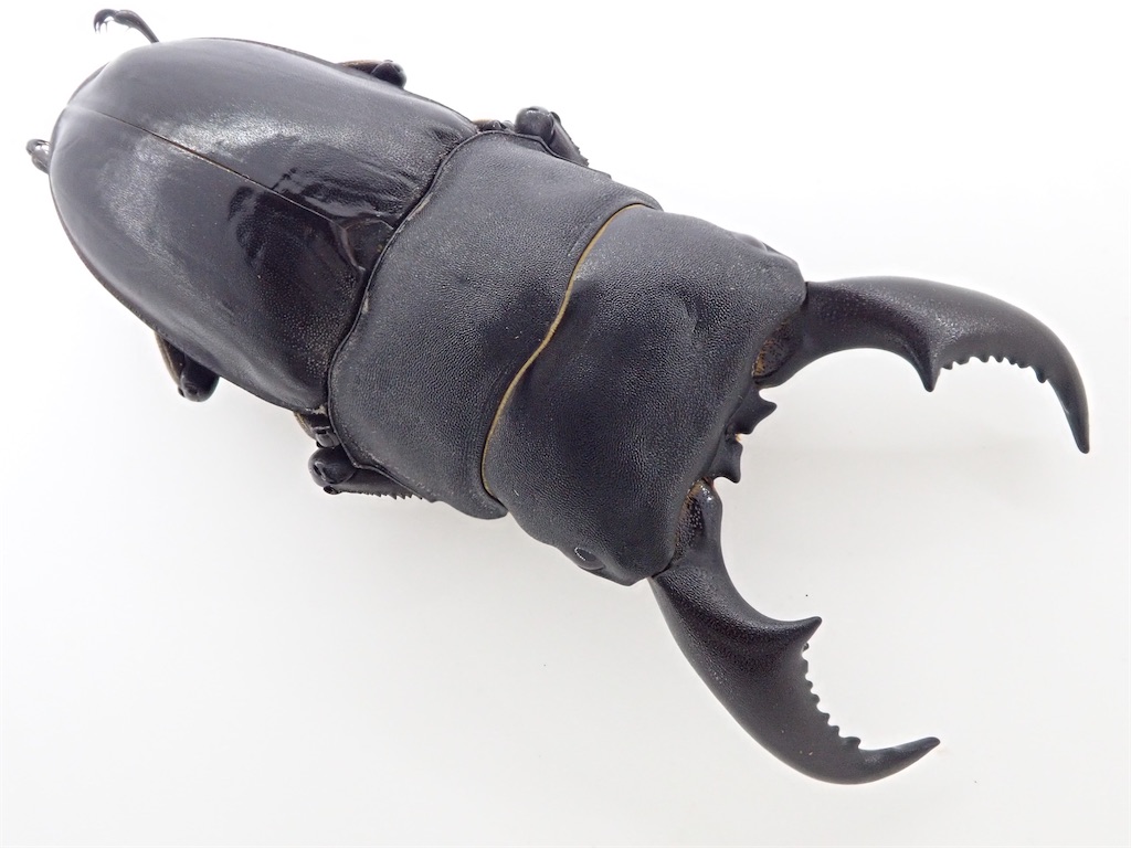 オキナワヒラタクワガタ 標本 標本】大型タカラヒラタ&宮古島産オキナワヒラタ