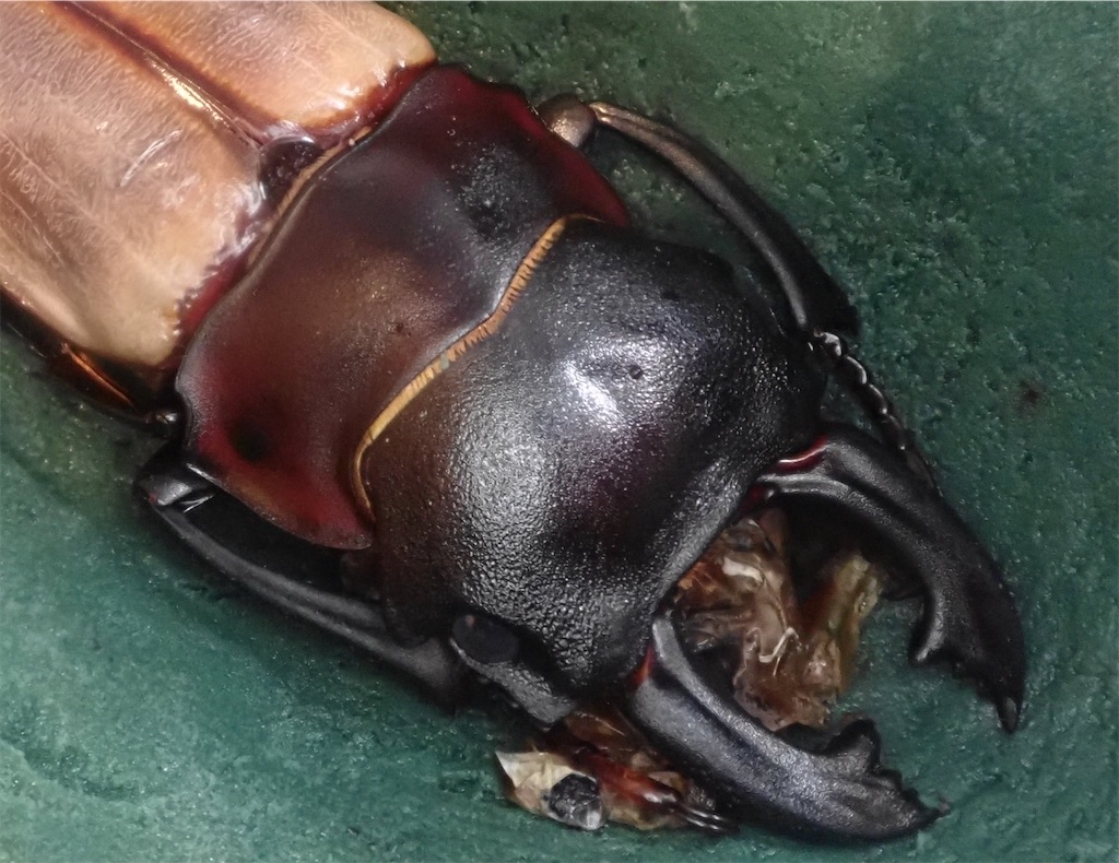 ※ナカジ購入※美麗　カステルナウツヤクワガタPA野外標本セット+他種 長歯形カステルナウディツヤクワガタ｜ドルクスダンケ