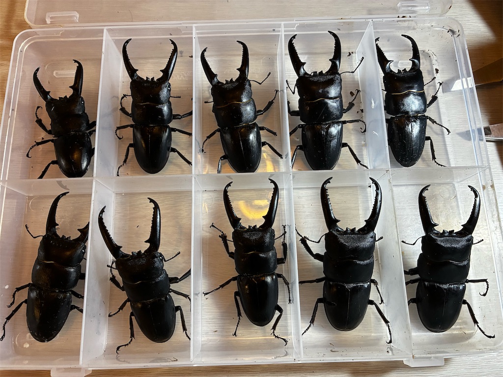チョウセンヒラタクワガタ標本 長崎県 対馬 チョウセンヒラタクワガタ 採集記 - stag_beetle_japan