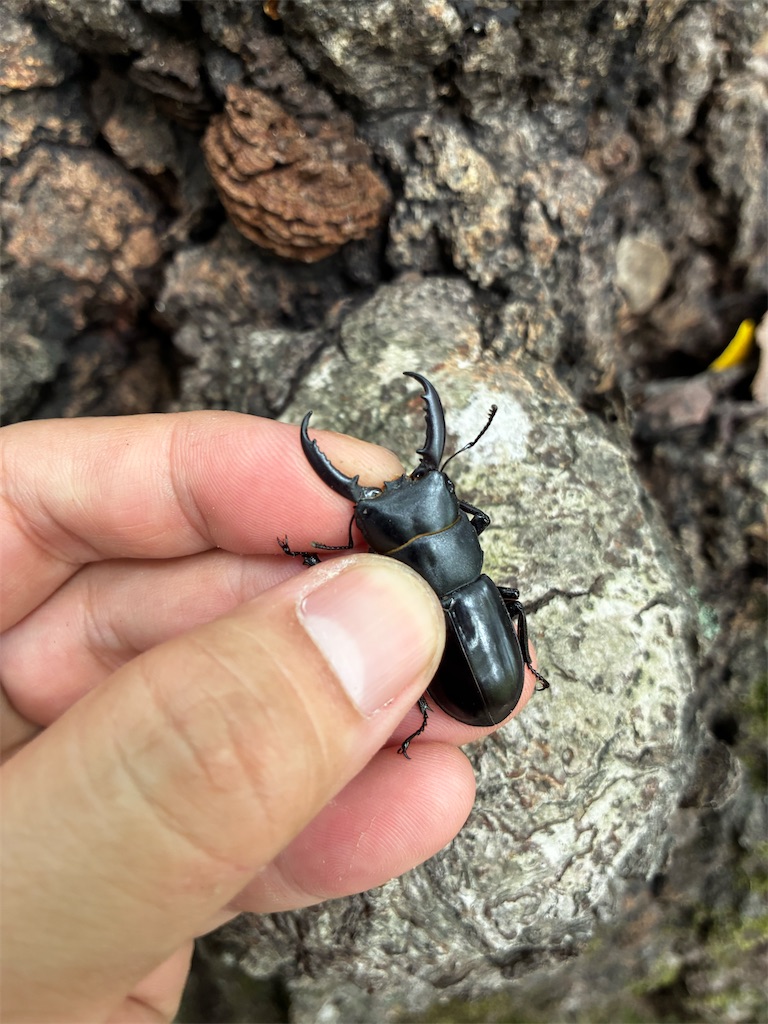 長崎県 対馬 チョウセンヒラタクワガタ 採集記 - stag_beetle_japan