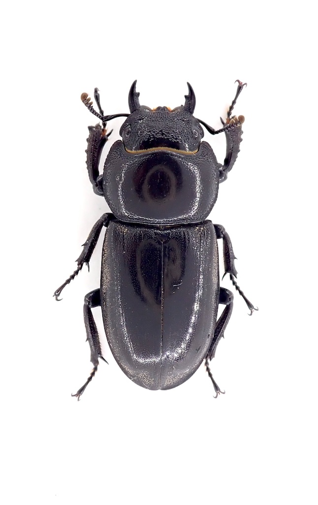 チョウセンヒラタクワガタ標本 長崎県 対馬 チョウセンヒラタクワガタ 採集記 - stag_beetle_japan
