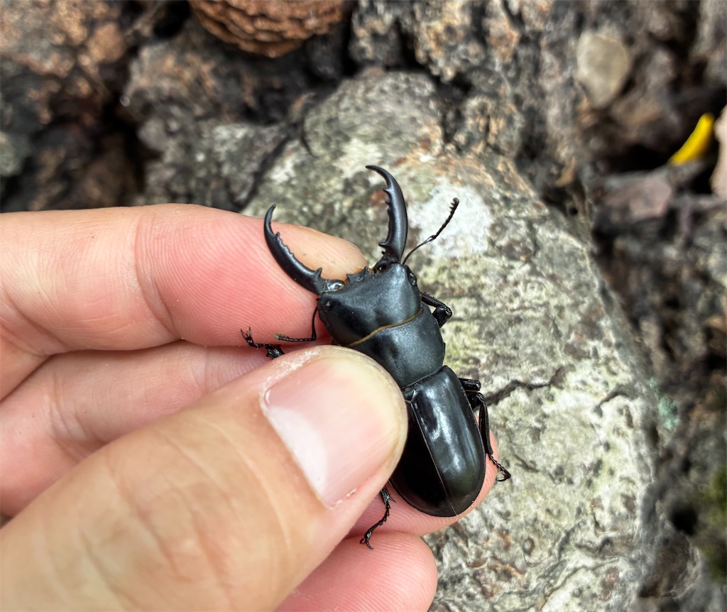 インド ヒラタクワガタ 標本 本土ヒラタクワガタ標本2頭セット - メルカリ