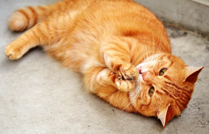 手でつかんで何かを食べる猫