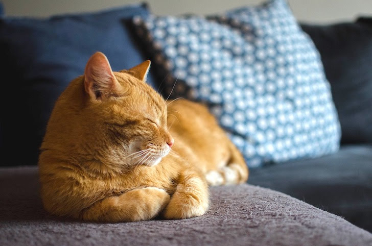 ソファでたたずみながら目を閉じる猫