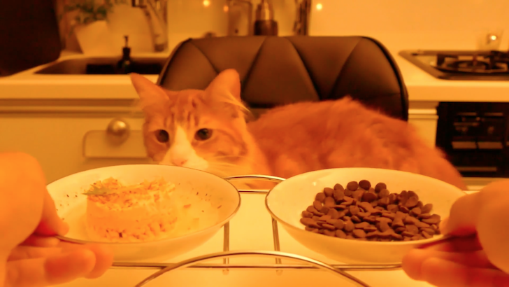 ご飯が出来上がるのを待つ猫